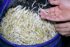Các đối tượng ngâm “nước kẹo” để rút ngắn thời gian ủ giá và giá cũng mập hơn.