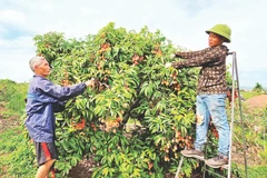 Anh Hoàng Văn Sơn (phải), thôn Quất Du 1 đã áp dụng mô hình trồng vải thiều sạch theo công nghệ sinh học ANISAF SH-01. 