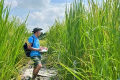 Thạc sĩ Lê Thanh Phong lặn lội ruộng đồng kiểm tra tăng trưởng cây lúa mùa nổi.