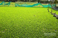 Mô hình nuôi ốc đồng của anh Nguyễn Văn Tấn.