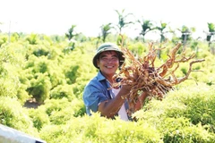 Vùng trồng cây đinh lăng của Công ty cổ phần Traphaco tại các xã Nghĩa Lâm, Nghĩa Hải, Rạng Đông, Nghĩa Sơn (tỉnh Ninh Bình).
