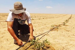 Hệ thống tưới nhỏ giọt giúp khôi phục nhiều ha đất bị sa mạc hóa. Ảnh: API.NEWS