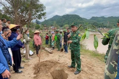 Cán bộ, chiến sĩ Đồn Biên phòng Mỹ Lý chia sẻ về giống tre tứ quý cũng như đặc điểm để người dân trồng, chăm sóc.