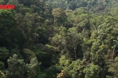 [Video] Sẽ có sàn giao dịch tín chỉ carbon trong nước hoạt động như sàn chứng khoán từ cuối năm 2025 