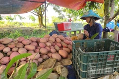 Nhà vườn xã Mỹ Hòa Hưng thu hoạch xoài ba màu