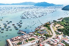 Nghề nuôi thủy sản tại vịnh Xuân Đài đang gượng dậy sau thiên tai.