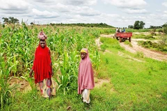 Nông dân Nigeria tìm kiếm cây trồng thích ứng biến đổi khí hậu. Ảnh: GETTYIMAGES
