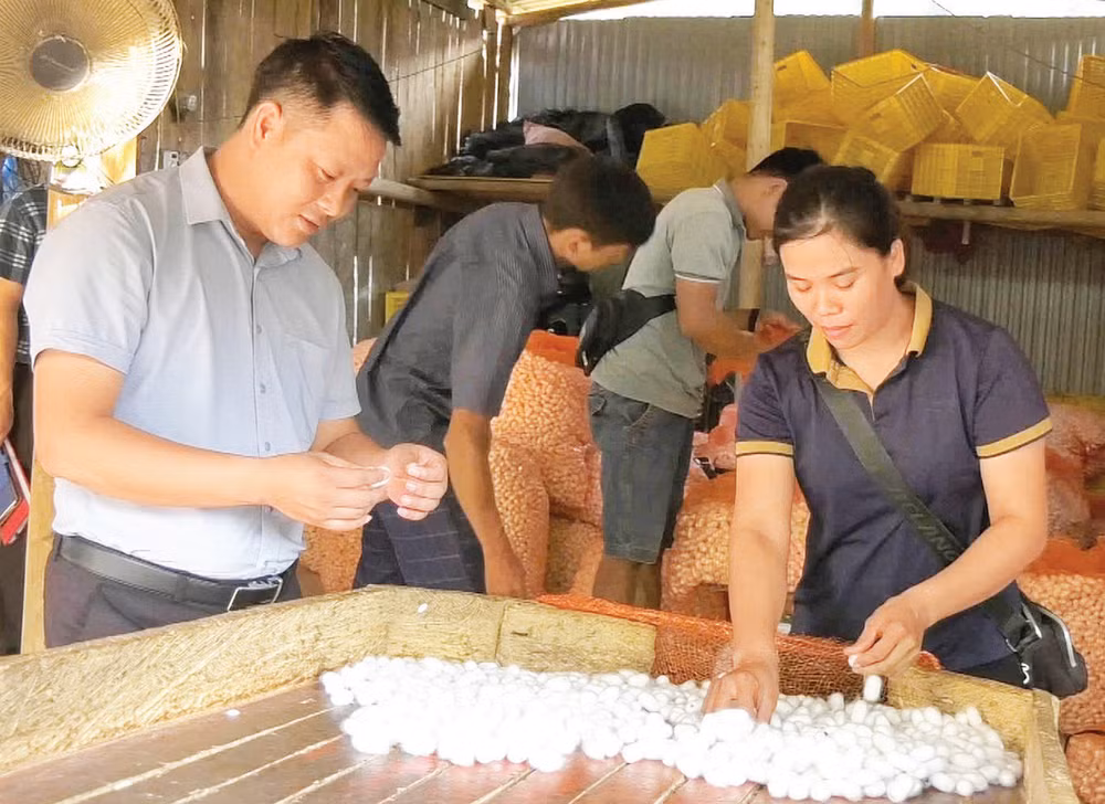 Hợp tác xã Nông nghiệp 118 bao tiêu, thu mua sản phẩm kén tằm của nông dân các xã miền tây tỉnh Cao Bằng.