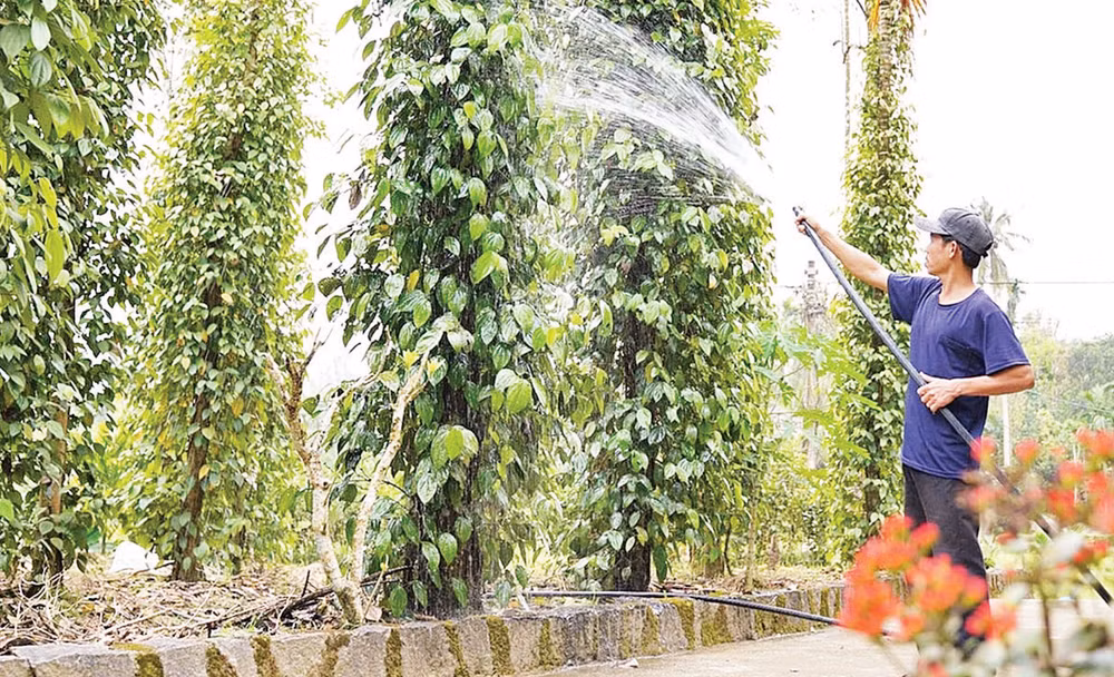 Người dân Tiên Phước (Quảng Nam) chú trọng kinh tế vườn, kinh tế trang trại.