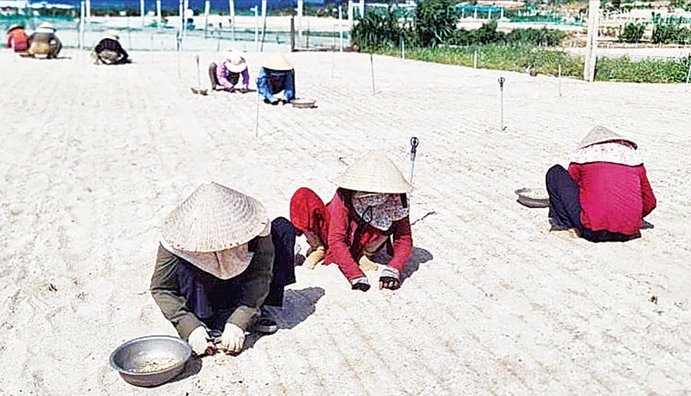 Nông dân huyện đảo Lý Sơn xuống giống trồng tỏi hữu cơ.