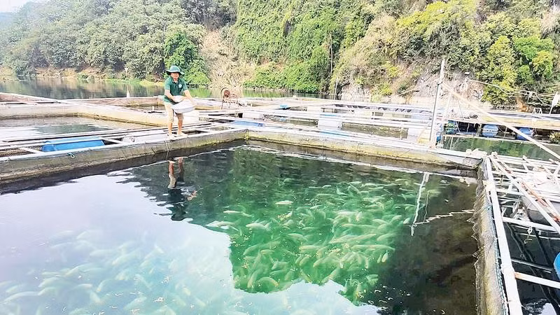 Nghề nuôi cá lồng đang cho người dân khu vực lòng hồ sông Đà thu nhập kinh tế ổn định bền vững.