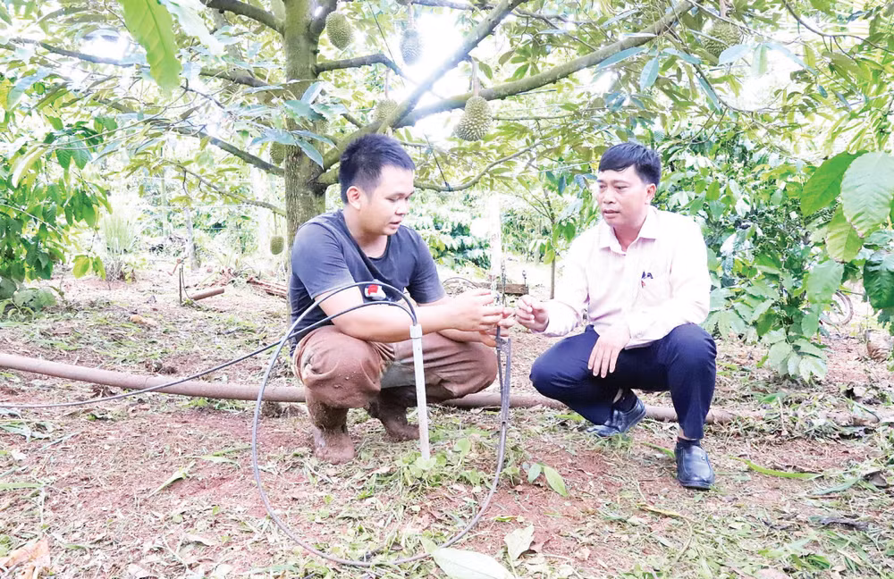 Anh Y Grin Knul ở buôn Ka Na A, xã Cư M’gar đầu tư hệ thống tưới tiết kiệm, khắc phục tình trạng thiếu nước.