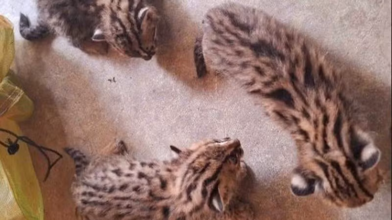 Các cá thể mèo rừng được giao nộp có tên khoa học là Prionailurus bengalensis, thuộc nhóm IIB (ảnh BTN).