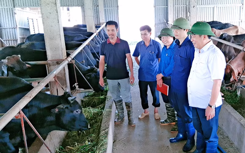Lãnh đạo huyện Hưng Hà (Thái Bình) tham quan trang trại nuôi bò thương phẩm và bò sinh sản cho hiệu quả kinh tế cao tại xã Tân Hóa.