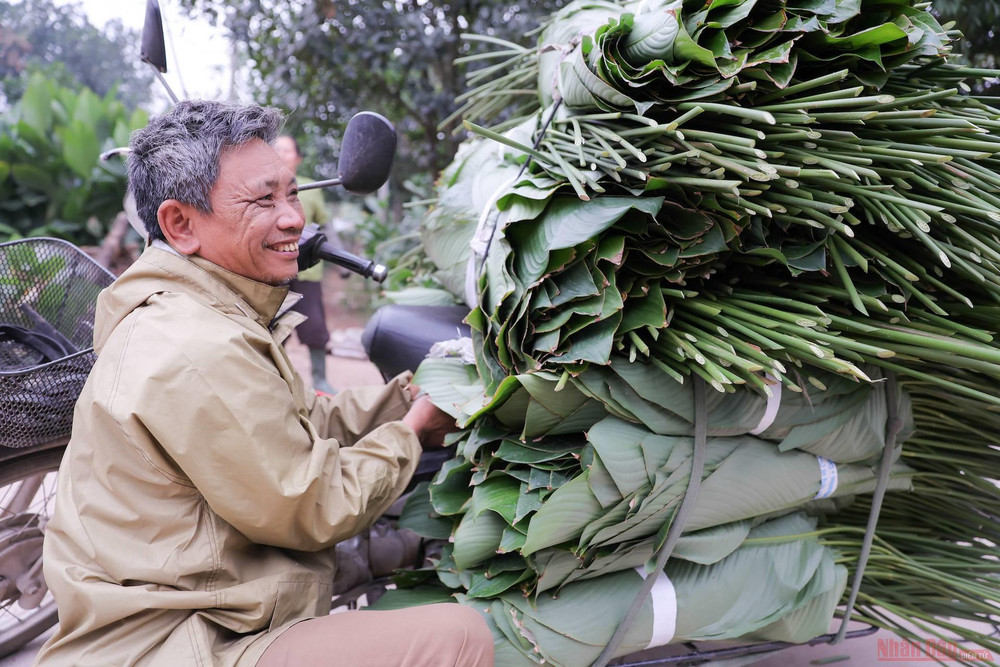 “Lá dong ở đây nổi tiếng khắp cả nước, năm nào tôi cũng sang làng Tràng Cát để tự tay đi chọn. Nếu chọn được những lá đều, tròn đẹp thì giá bán sẽ cao hơn so với bình thường”, ông Bình, một tiểu thương chia sẻ. 14la_dong_trang_cat-1612948434216.jpg