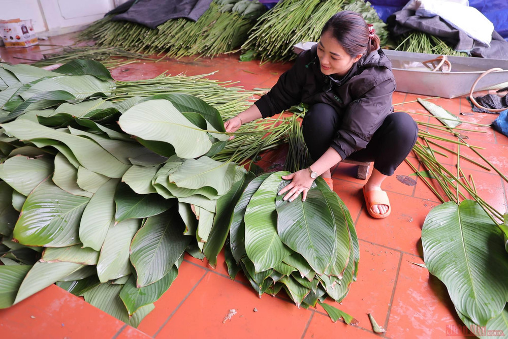 Lá dong sau khi được rửa sạch qua nước sẽ được phân loại. Những lá to đẹp sẽ được xếp riêng và bán với giá cao. 11la_dong_trang_cat-1612948432953.jpg