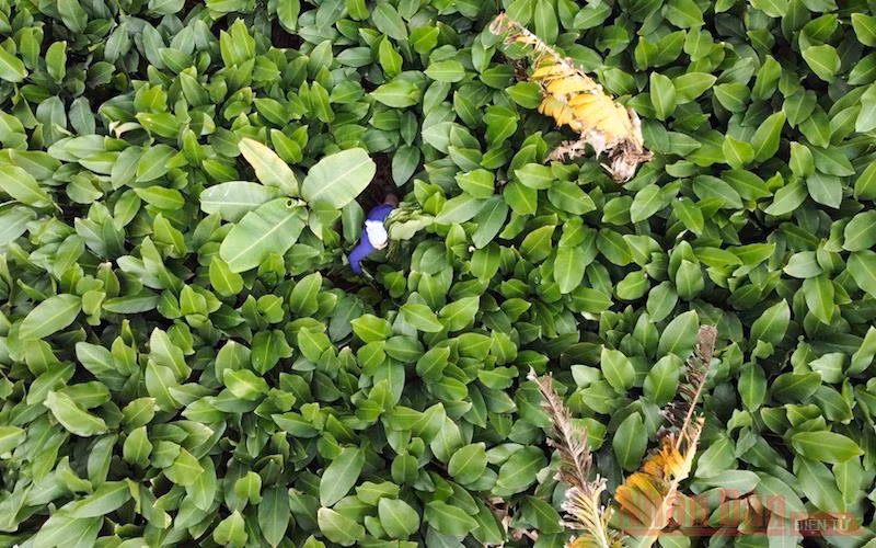  Thôn Tràng Cát (Thanh Oai, Hà Nội) nằm cách trung tâm thành phố khoảng 30km. Nhiều năm nay, Tràng Cát nổi tiếng với nghề trồng lá dong truyền thống.