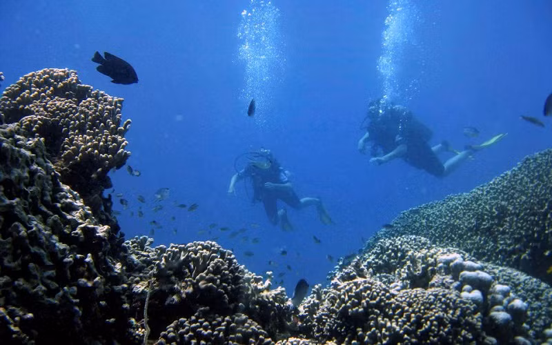 Các sự kiện tẩy trắng hàng loạt và các đợt sóng nhiệt đại dương đã xóa sổ 14% diện tích rạn san hô trên Trái đất trong giai đoạn 2009-2018. (Ảnh: Reuters)