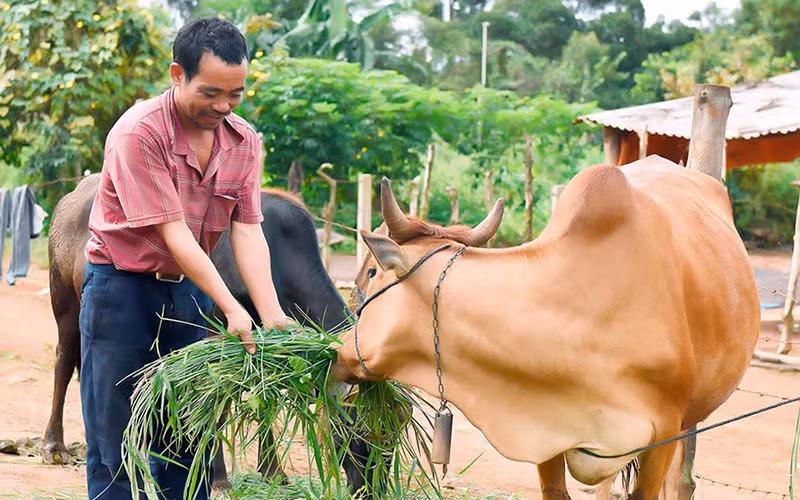 Người dân buôn Hiao, chăm sóc đàn bò của gia đình.