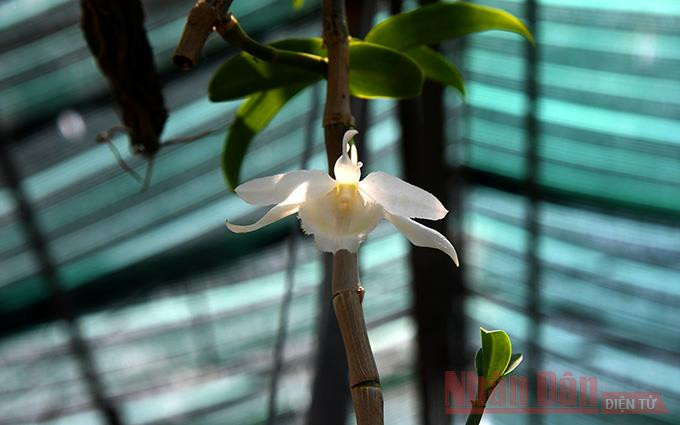 Tránh “trái đắng” từ lan đột biến tiền tỷ ảnh 3 Tránh “trái đắng” từ lan đột biến tiền tỷ -0