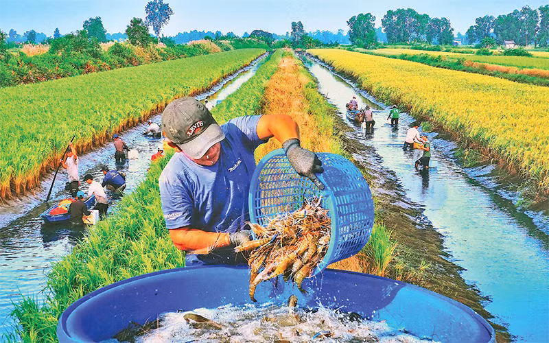 Nông dân xã Trí Phải (huyện Thới Bình, Cà Mau) thu hoạch tôm sinh thái trên đồng lúa hữu cơ. Ảnh: Văn Ðời