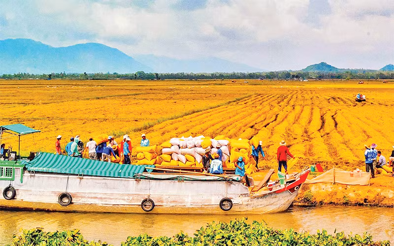 Thu hoạch lúa vùng Tứ giác Long Xuyên. Ảnh: Thanh Tùng