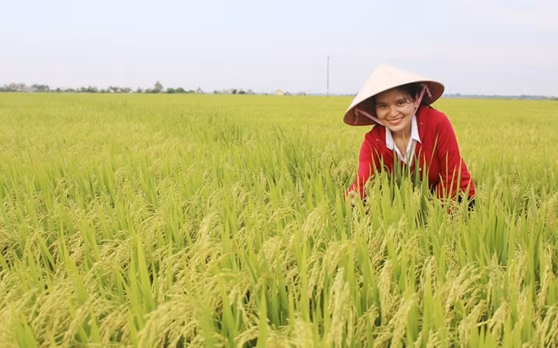 Giống lúa ĐD 2 được Trung tâm Giống cây trồng - vật nuôi Quảng Trị (Việt Nam) liên kết sản xuất phục vụ nhu cầu giống chất lượng cao cho nông dân. (Ảnh: Lâm Quang Huy)