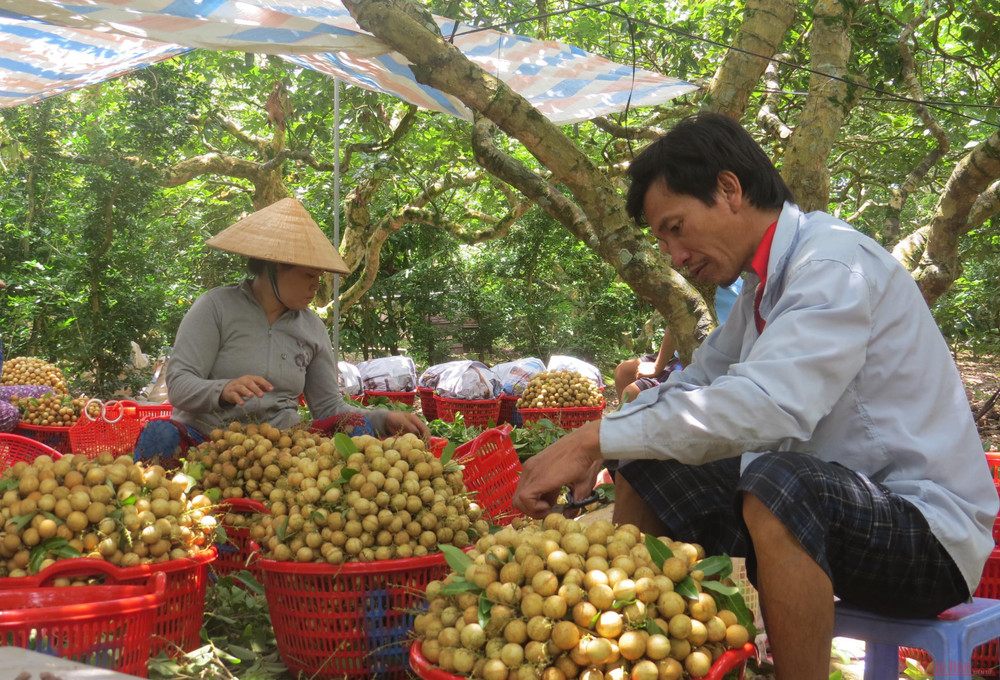 Nông dân Cần Thơ "khóc ròng" vì giá nhãn liên tục sụt giảm mà bán không ai mua. Kỳ 1: Khó lưu thông, nông sản ùn ứ, rớt giá -0