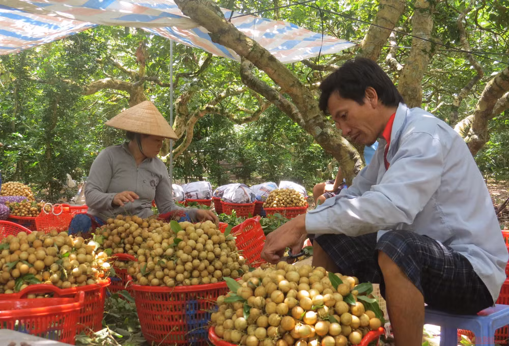 Kỳ 1: Khó lưu thông, nông sản ùn ứ, rớt giá -0