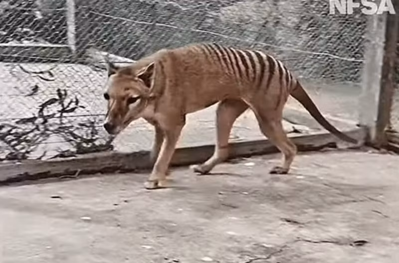 Các nhà khoa học đang thực hiện một dự án đầy tham vọng nhằm hồi sinh loài hổ Tasmania. (Nguồn: NFSA) 