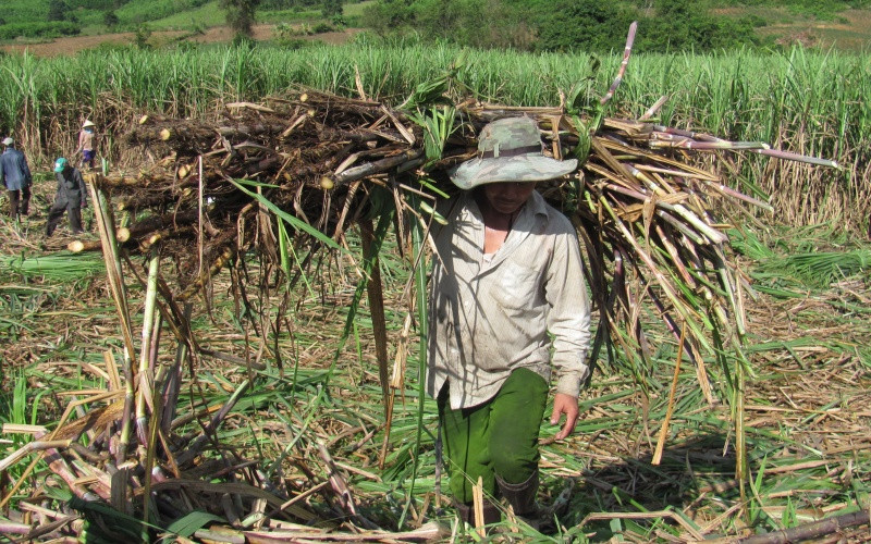 Phú Yên gỡ khó cho ngành mía đường