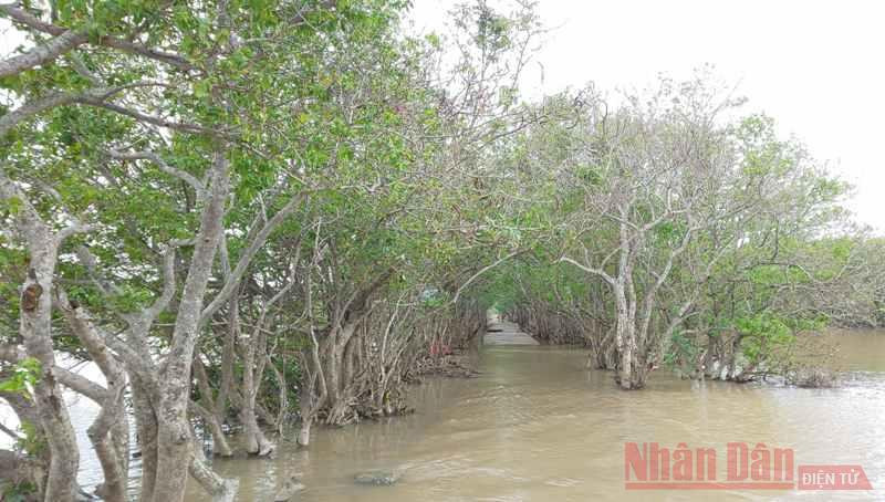 Những tàng cây mảnh khảnh, gân guốc. Đây cũng là con đường đẹp nổi tiếng của rú Chá. Hơn ba mươi năm giữ “tường chắn sóng” cho làng -0