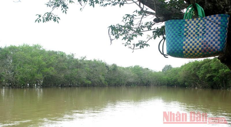 Rừng Chá nhìn từ nhà ông Đáp. Bài 3: Hơn ba mươi năm giữ “tường chắn sóng” cho làng -0