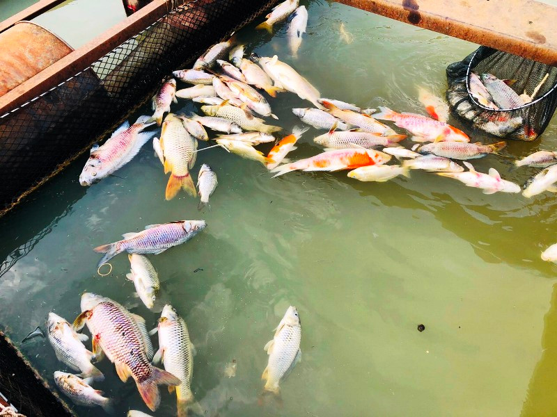 Cá chết nổi trong bè.