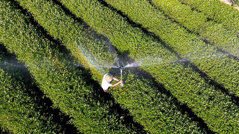 Vùng nguyên liệu chè xã Hùng Sơn, huyện Anh Sơn (Nghệ An). (Ảnh: QUANG DŨNG)