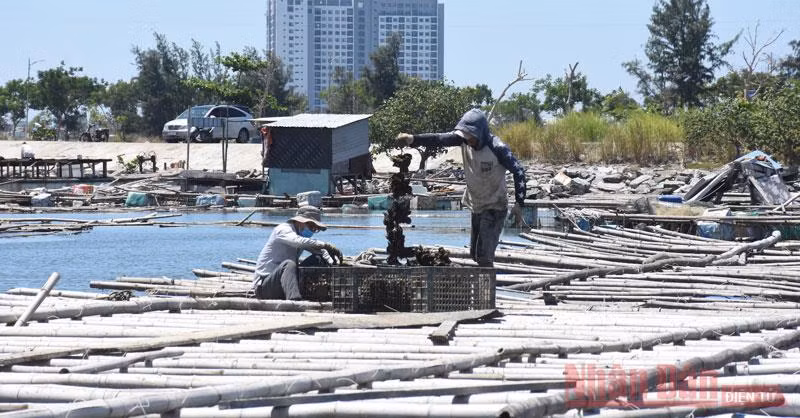 Hiện tại, một số lượng lớn hải sản của người dân đang nuôi thả, không thể xuất bán vì hàng quán đóng băng do dịch Covid-19.