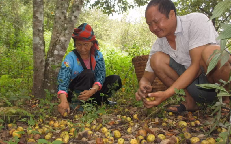 Gia đình anh Sùng Chứ Chao, bản Cổng Chạp nhặt những quả sơn tra mới rụng, với hy vọng sẽ có người đến mua.