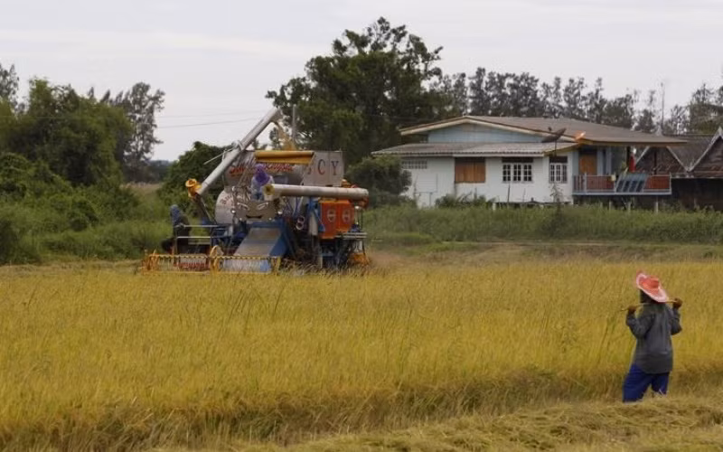 Một người nông dân đang cấy lúa trên cánh đồng ở tỉnh Nakhonsawan. (Ảnh: Reuters)