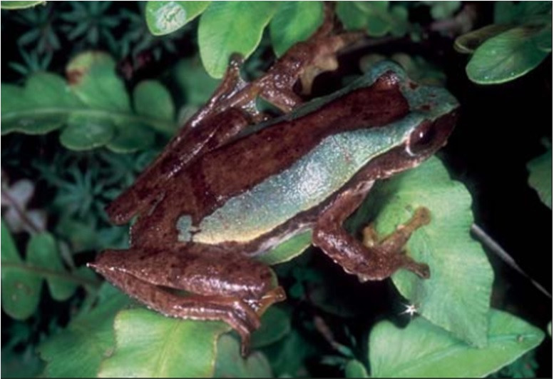 Ếch cây văn bàn Rhacophorus vanbanicus ngoài tự nhiên.