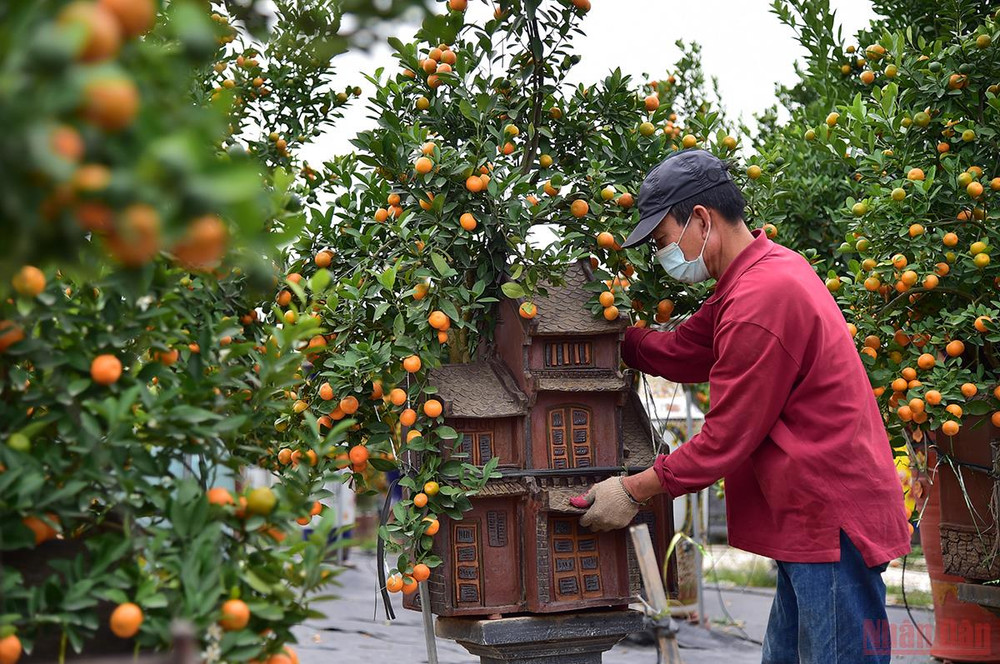 Các chủ vườn chỉnh lại dáng quất “ôm nhà” thật hoàn chỉnh trước khi bán cho người tiêu dùng. (Ảnh: Thành Đạt) Độc đáo những mẫu quất cảnh “trình làng” trong dịp Tết Nhâm Dần 2022 -0