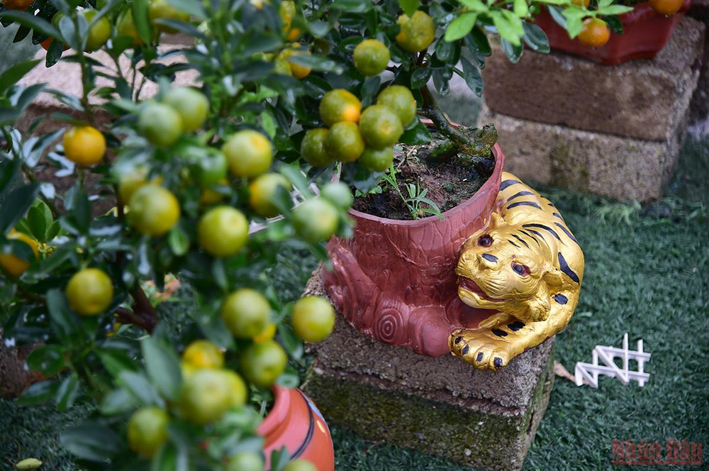 Chậu quất bonsai “quất ôm hổ” có tạo hình con giáp tương ứng với năm mới Nhâm Dần. (Ảnh: Thành Đạt) Độc đáo những mẫu quất cảnh “trình làng” trong dịp Tết Nhâm Dần 2022 -0