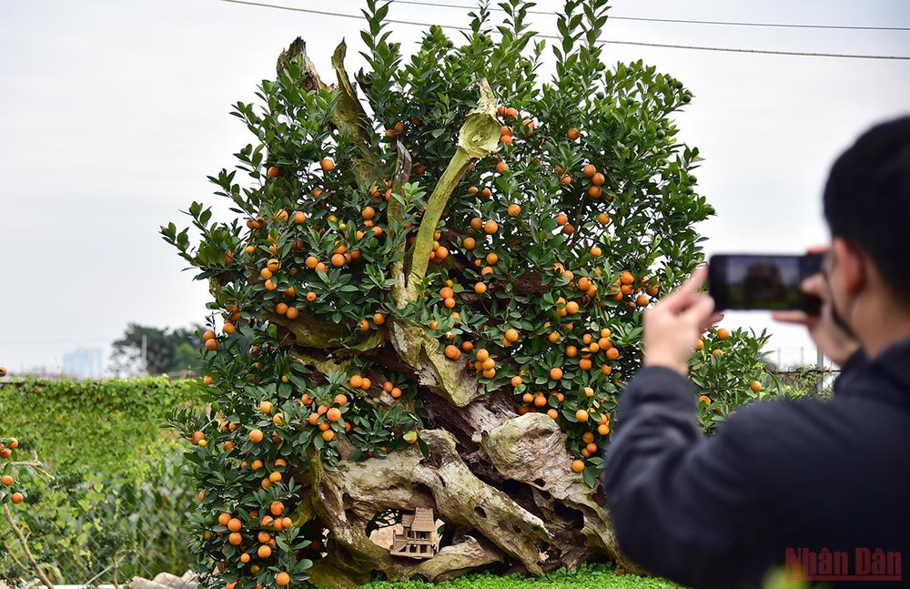 Du khách tò mò chụp ảnh lại cây quất bonsai được ghép với gỗ lũa định giá trăm triệu đồng. (Ảnh: Thành Đạt) Độc đáo những mẫu quất cảnh “trình làng” trong dịp Tết Nhâm Dần 2022 -0