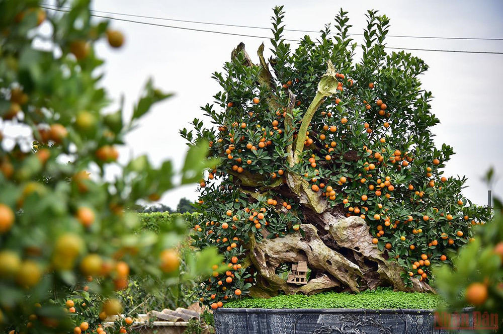Cây quất bonsai được ghép với gỗ lũa độc nhất này được nhà vườn tạo dáng, chăm sóc trong nhiều năm định giá 100 triệu đồng. (Ảnh: Thành Đạt) Độc đáo những mẫu quất cảnh “trình làng” trong dịp Tết Nhâm Dần 2022 -0