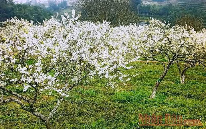 Mùa hoa mận trên cao nguyên trắng Bắc Hà -5