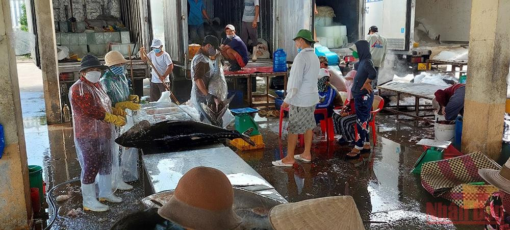 Giá thu mua cá ngừ đại dương hiện nay của thương lái ở mức cao. Niềm vui được mẻ cá ngừ đầu năm -0