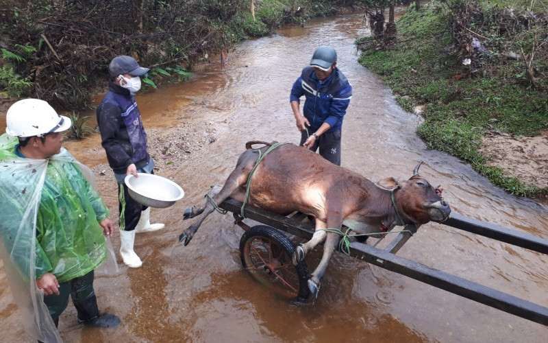 Theo báo cáo của huyện A Lưới, đợt rét vừa qua đã làm 909 con trâu, bò, dê trên địa bàn bị chết.
