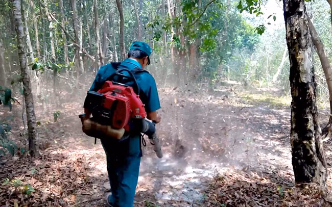 Cán bộ Khu Bảo tồn thiên nhiên Tà Kóu, huyện Hàm Thuận Nam (Bình Thuận) dùng máy thổi dọn băng nhằm giảm nguy cơ cháy lan rộng. Ảnh: ĐÌNH CHÂU