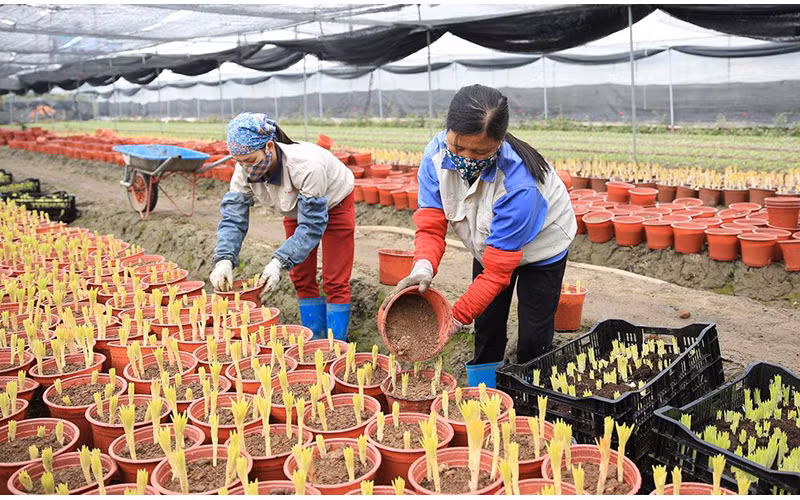 Người dân Mê Linh trồng hoa trong chậu cho thu nhập cao. Ảnh: Quang Thái