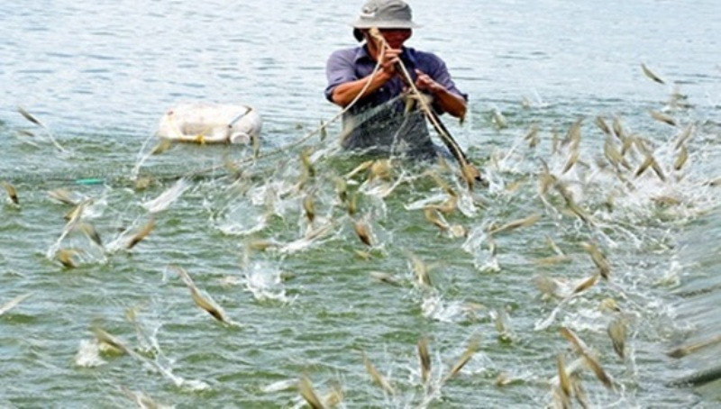 Nguy cơ bùng phát dịch bệnh trên thủy sản cao trong thời gian tới.