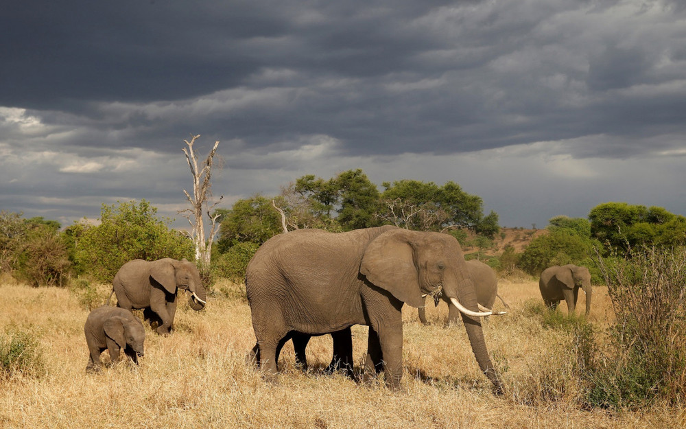 Khu bảo tồn thiên nhiên Singita Grumeti ở Tanzania. Tanzania nằm trong số ít nước dỡ bỏ hoàn toàn lệnh hạn chế du lịch (Ảnh: REUTERS)